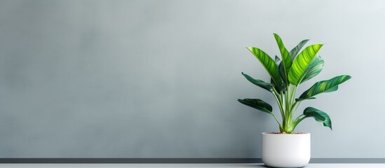 Green plant in white pot on table by gray wall