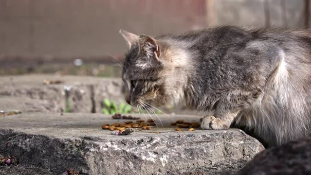 A stray tabby cat has lunch on a worn step, unnoticed in the daily rhythm of urban life