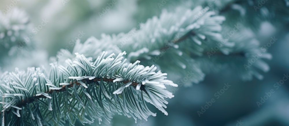 Poster frost on spruce tree close-up