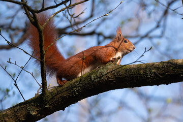 Squirrel on a Tree