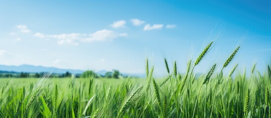 Fototapeta premium Green grass field with distant mountains