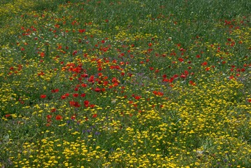 Red poppy field and yellow flowers in spring