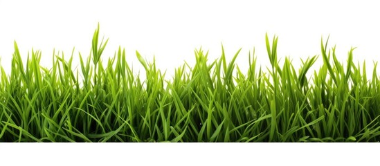 Fototapeta premium Green grass field on white backdrop
