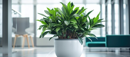 Green plant in pot on floor