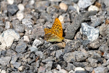 Closeup of silver-washed fritillary butterfly perching on rocks