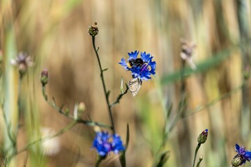 Closeup of blooming blue Centaurea flowersa isolated in blurred background - obrazy, fototapety, plakaty
