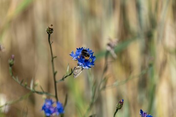 Closeup of blooming blue Centaurea flowers isolated in blurred background - obrazy, fototapety, plakaty