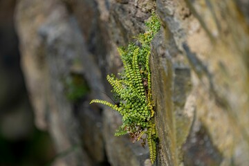 Closeup of blooming plant on rock