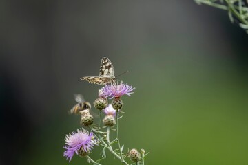 Closeup of Melanargia galathea butterfly perching on flower isolated in green nature background