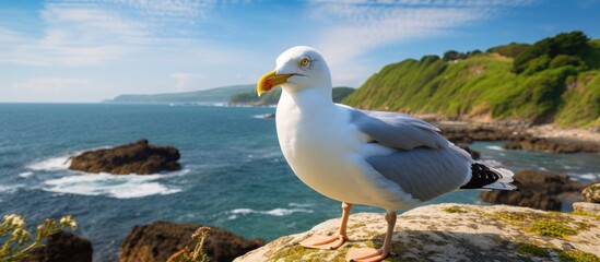 Seagull perched on a rock gazes at the sea