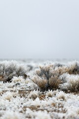 View of frozen plants in field