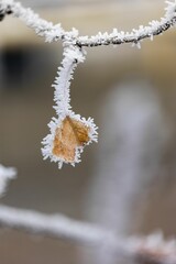 Closeup of frozen tree branch with leaf in blurred background
