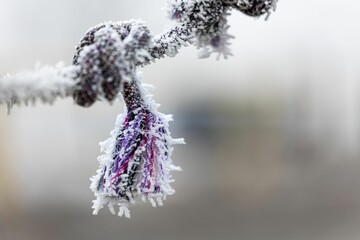 Closeup of frozen rope in blurred background