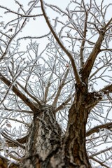Low angle shot of frozen tree u