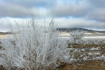Aerial view of frozen trees and plants in background of mountains