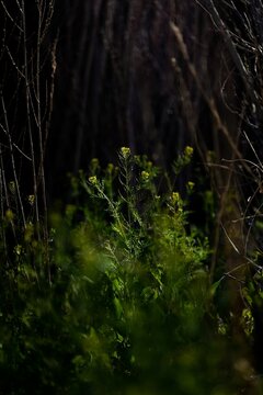 Vertical shot of yellow Descurainia sophia flowers in dark forest