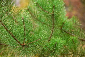 green branches of a pine tree close-up, short needles of a coniferous tree close-up on a yellow background, texture of needles of a Christmas tree close-up