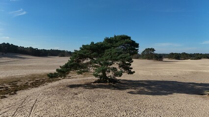 Lone pine tree standing resiliently in a vast sandy landscape with clear blue skies, embodying...