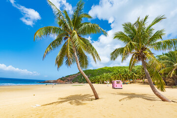 Coconut tree style on summer beach at Daidai Island, Lingshui, Hainan, China