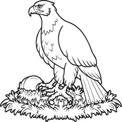 Eagle coloring pages. Eagle bird outline vector for coloring book