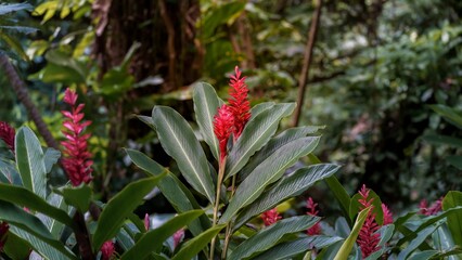 Selective closeup of red ginger flower in a garden - obrazy, fototapety, plakaty