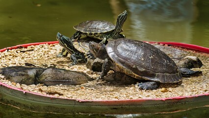 Obraz premium Group of red-eared terrapins (Trachemys scripta elegans)