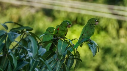 Selective of white-eyed conures on branches