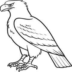 Eagle coloring pages. Eagle bird outline vector for coloring book