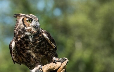 Closeup of a Lesser horned owl against the blurred green background