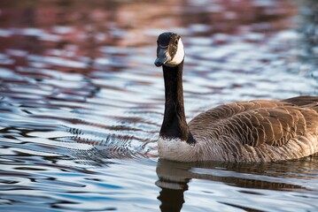 Closeup of a goose swimming in the pond