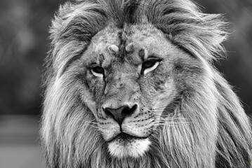 Closeup of a lion. Grayscale