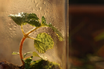 Terrarium, Creeping Charlie Pilea