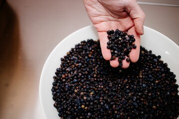 Hand inspecting Juniper berries © Wirestock