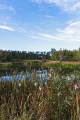 Bull rushes at Moosehorn National Wildlife Refuge