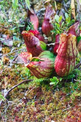 Closeup of American Pitcher Plants