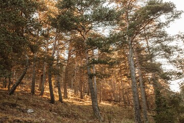 Scenic shot of large trees in the middle of the forest during fall on a sunny day