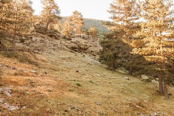 Scenic shot of a mountain range covered with a grass field with pine trees on it on a sunny day