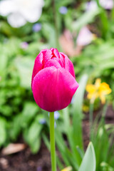 Beautiful tulip blooming in the garden in spring. - 781227039