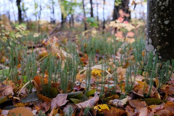 Short green tiff clubmoss growing among fallen colorful leaves in the forest
