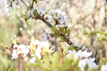Plum blossoms, white fragrant flowers, blooming flowering tree in spring garden, warm sunny day,...
