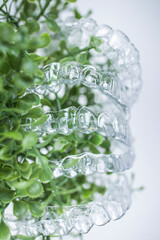 Invisible braces weigh on green leaves of home plant on white background