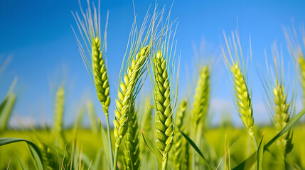 close-up view of ears of young green wheat, clear blue sky with blur effect in the background , agricultural field , farm