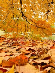 Vertical shot of a tree in the park with beautiful autumn foliage.