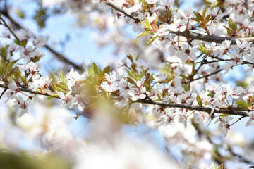 Plum blossoms, white fragrant flowers on background of light blue sky, blooming flowering tree in spring garden, warm sunny day, countryside.