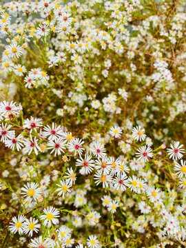 Vertical closeup of Symphyotrichum pilosum, hairy white oldfield aster.