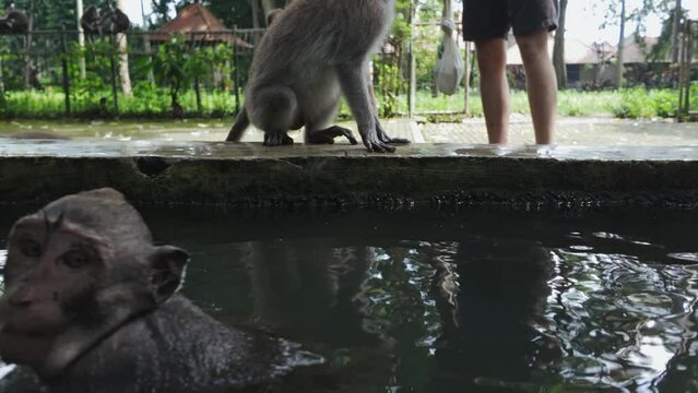Monkey swimming in a pond and playing in the Monkey Forest, Ubud, Bali, Indonesia.
