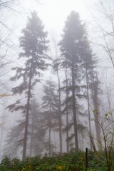 Fototapeta na wymiar Vertical shot of a pine tree forest on a foggy day perfect for wallpapers