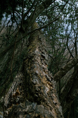 albero abbattuto marcio