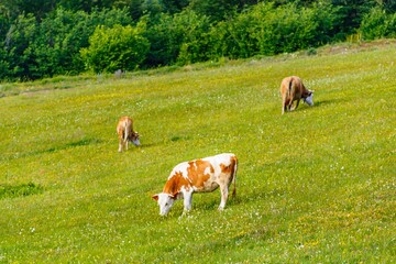 Mesmerizing shot of cows grazing on a pasture in a rural area, with hills in the background