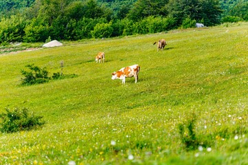 Beautiful shot of a herd of cows in a green field during the day